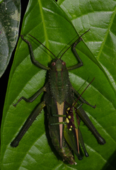 Agriacris magnifica