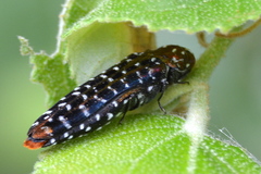 Chalcophlocteis dives