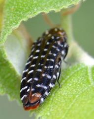 Chalcophlocteis dives