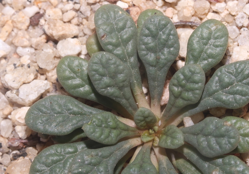 Calyptridium martirense