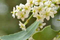 Gymnosporia glaucophylla