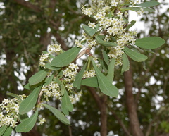 Gymnosporia glaucophylla