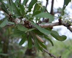 Gymnosporia glaucophylla