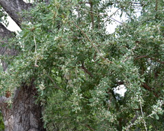 Gymnosporia glaucophylla