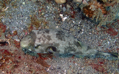 Arothron immaculatus