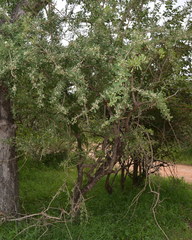 Gymnosporia glaucophylla