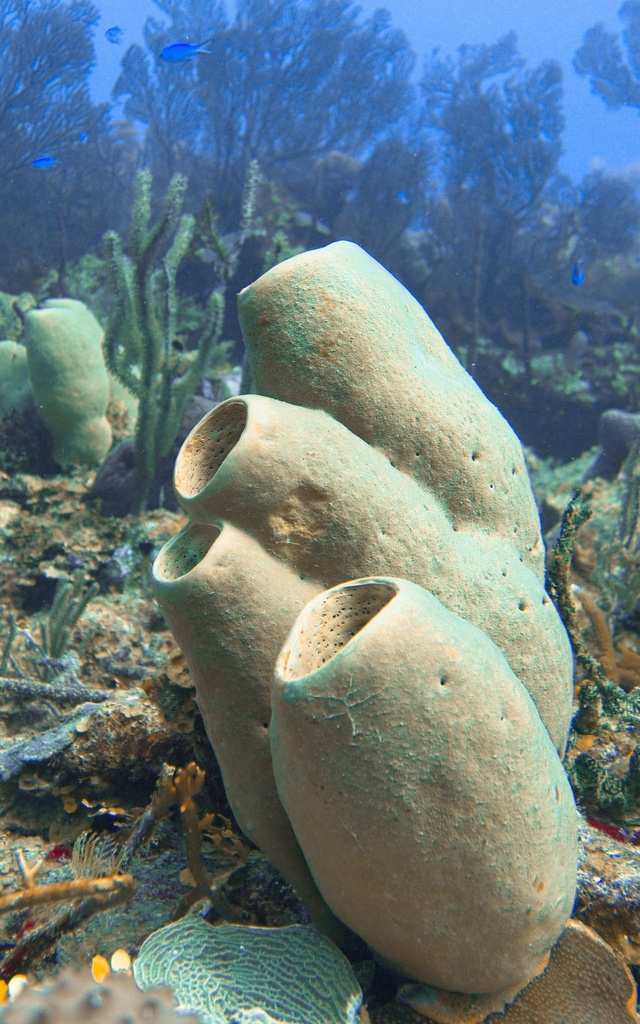 Agelas tubulata