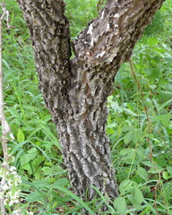 Gymnosporia glaucophylla