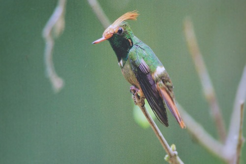 Lophornis delattrei image