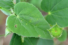 Abutilon austro-africanum