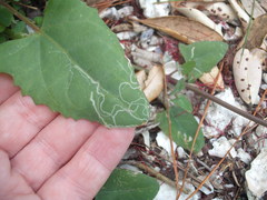 Liriomyza chenopodii