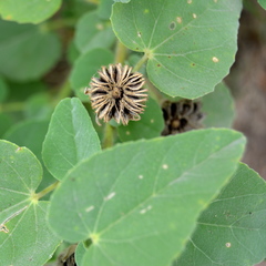 Abutilon austro-africanum