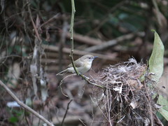 Gerygone magnirostris