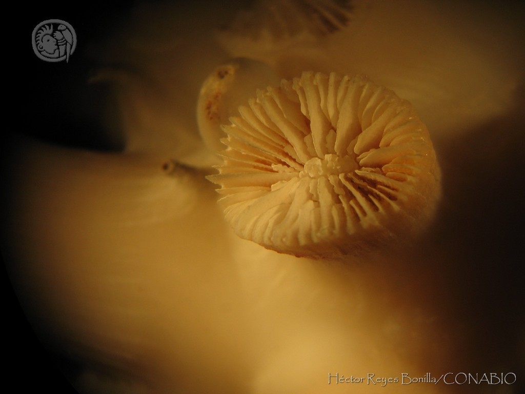 Coenocyathus