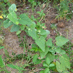 Abutilon austro-africanum