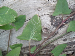 Liriomyza chenopodii