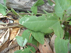 Liriomyza chenopodii