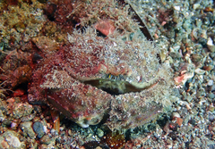 Calappa gallus