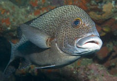 Plectorhinchus pica