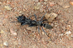 Ophthalmopone berthoudi