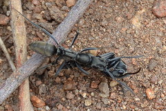 Ophthalmopone berthoudi