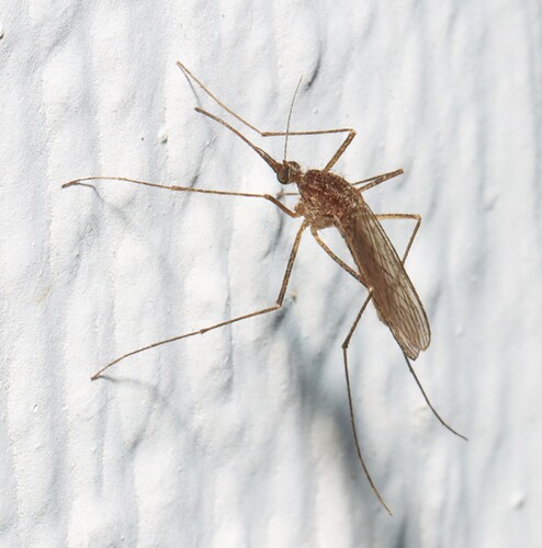 Unknown species found near Caraway, Craighead Co., AR, USA
