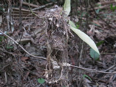 Gerygone magnirostris