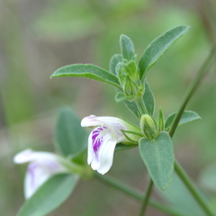 Justicia protracta protracta