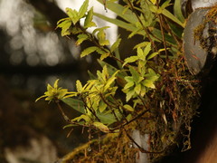 Lysionotus pauciflorus pauciflorus