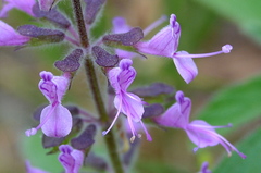 Syncolostemon canescens
