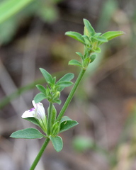 Justicia protracta protracta