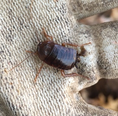 Blatta orientalis