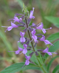 Syncolostemon canescens