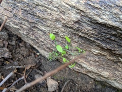 Pholistoma membranaceum