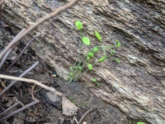 Pholistoma membranaceum