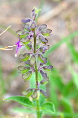 Syncolostemon canescens