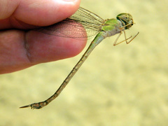 Triacanthagyna septima