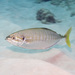 Barred Yellowtail Scad - Photo (c) Erik Schlogl, some rights reserved (CC BY-NC), uploaded by Erik Schlogl