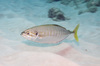 Barred Yellowtail Scad - Photo (c) Erik Schlögl, some rights reserved (CC BY-NC), uploaded by Erik Schlögl