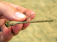 Triacanthagyna septima