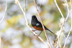 Diglossa gloriosissima