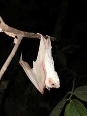 Lesser Ghost Bat photo 2