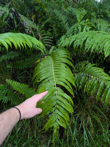 Dryopteris observed 2025-11-09