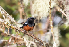 Diglossa gloriosissima