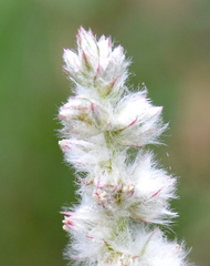 Cyphocarpa angustifolia