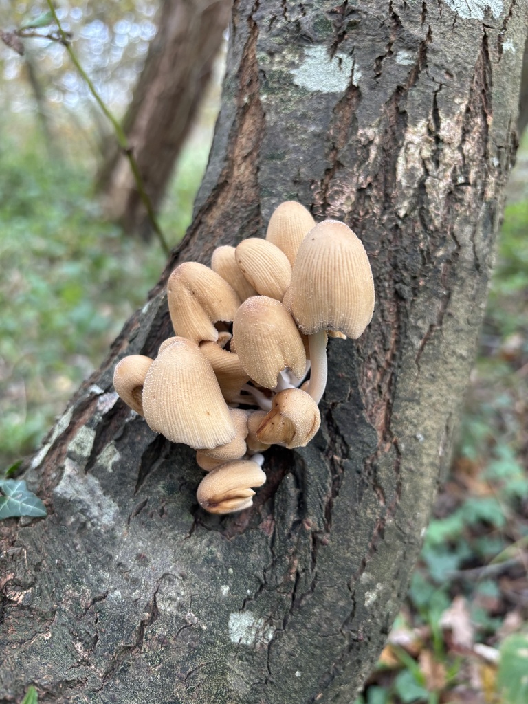 Micacei · November 2025 · photo: © dennis-chanter (iNaturalist, cc-by)