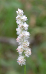 Cyphocarpa angustifolia