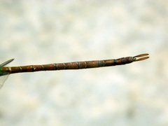 Triacanthagyna septima