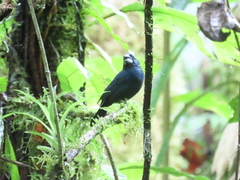 Cyanoloxia cyanoides