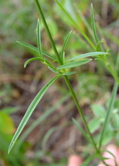 Cyphocarpa angustifolia